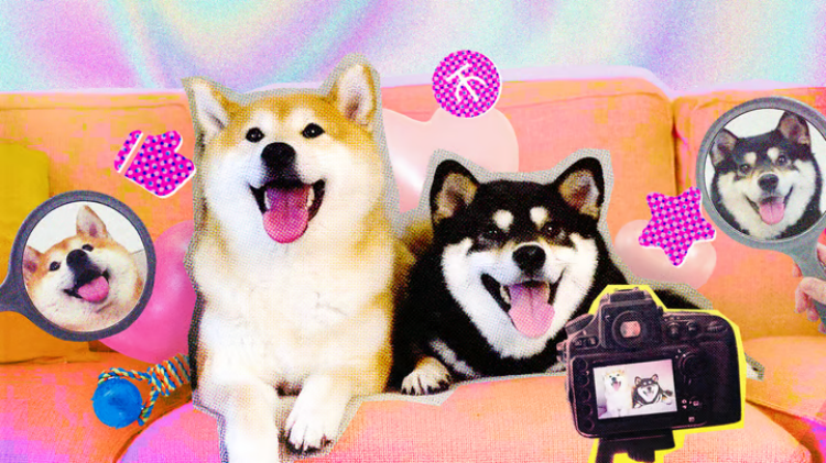 宠物门店拓客推广:布局社交媒体、互联网工具和线下渠道